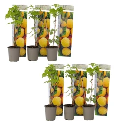 Plant In A Box Fruitiers Et Agrumes | - Framboisier - set de 6 - rubus idaeus 'fallgold' - hauteur 25-40cm - ⌀9cm