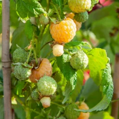 Plant In A Box Fruitiers Et Agrumes | - Framboisier - set de 6 - rubus idaeus 'fallgold' - hauteur 25-40cm - ⌀9cm