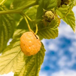 Plant In A Box Fruitiers Et Agrumes | - Framboisier - set de 6 - rubus idaeus 'fallgold' - hauteur 25-40cm - ⌀9cm