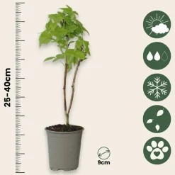 Plant In A Box Fruitiers Et Agrumes | - Framboisier - set de 6 - rubus idaeus 'fallgold' - hauteur 25-40cm - ⌀9cm