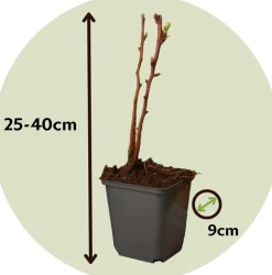 Plant In A Box Fruitiers Et Agrumes | - Framboisier - set de 6 - rubus idaeus 'fallgold' - hauteur 25-40cm - ⌀9cm