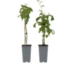 Plant In A Box - Framboisier - set de 2 - rubus idaeus 'malling promise' - h50-60cm - ⌀15cm Sale