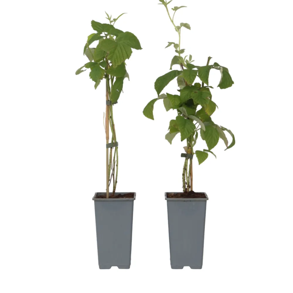 Plant In A Box - Framboisier - set de 2 - rubus idaeus 'malling promise' - h50-60cm - ⌀15cm Sale