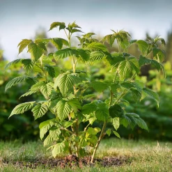 Plant In A Box - Framboisier - set de 2 - rubus idaeus 'malling promise' - h50-60cm - ⌀15cm Sale