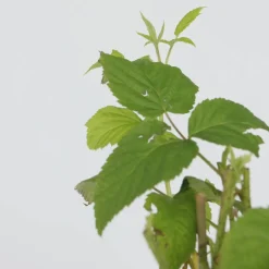 Plant In A Box - Framboisier - set de 2 - rubus idaeus 'malling promise' - h50-60cm - ⌀15cm Sale