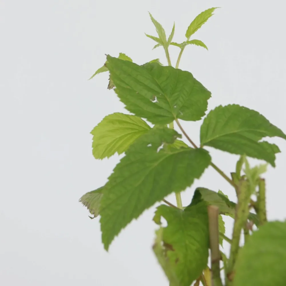 Plant In A Box - Framboisier - set de 2 - rubus idaeus 'malling promise' - h50-60cm - ⌀15cm Sale