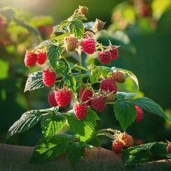 Plant In A Box - Framboisier - set de 2 - rubus idaeus 'malling promise' - h50-60cm - ⌀15cm Sale
