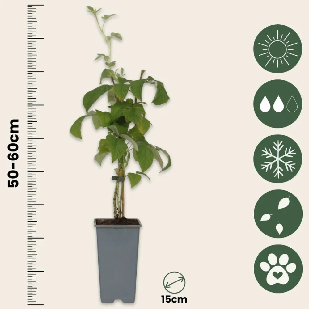 Plant In A Box - Framboisier - set de 2 - rubus idaeus 'malling promise' - h50-60cm - ⌀15cm Sale