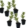 Plant In A Box - Fruits de l'arbousier - set de 6 - arbutus 'unedo' - hauteur 25-40cm - ⌀9cm Best