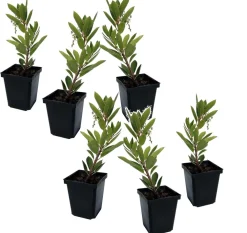 Plant In A Box - Fruits de l'arbousier - set de 6 - arbutus 'unedo' - hauteur 25-40cm - ⌀9cm Best