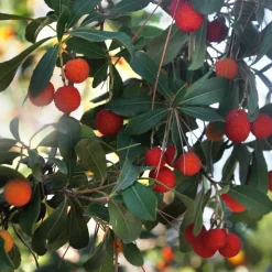 Plant In A Box - Fruits de l'arbousier - set de 6 - arbutus 'unedo' - hauteur 25-40cm - ⌀9cm Best
