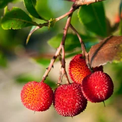 Plant In A Box - Fruits de l'arbousier - set de 6 - arbutus 'unedo' - hauteur 25-40cm - ⌀9cm Best