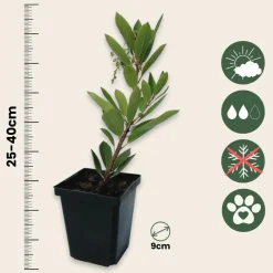 Plant In A Box - Fruits de l'arbousier - set de 6 - arbutus 'unedo' - hauteur 25-40cm - ⌀9cm Best