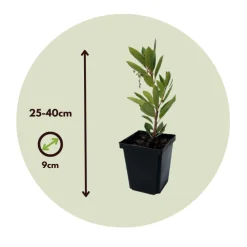 Plant In A Box - Fruits de l'arbousier - set de 6 - arbutus 'unedo' - hauteur 25-40cm - ⌀9cm Best