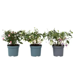 Plant In A Box Fleurs De Saison | - Fuchsia pleureur - set de 3 - fuchsia magellanica - hauteur 10-20cm - ⌀9cm