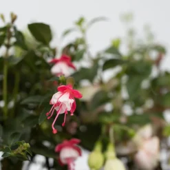 Plant In A Box Fleurs De Saison | - Fuchsia pleureur - set de 3 - fuchsia magellanica - hauteur 10-20cm - ⌀9cm