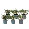 Plant In A Box Fleurs De Saison | - Fuchsia pleureur - set de 6 - fuchsia magellanica - hauteur 10-20cm - ⌀9cm