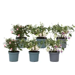 Plant In A Box Fleurs De Saison | - Fuchsia pleureur - set de 6 - fuchsia magellanica - hauteur 10-20cm - ⌀9cm