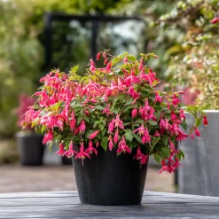 Plant In A Box Fleurs De Saison | - Fuchsia pleureur - set de 6 - fuchsia magellanica - hauteur 10-20cm - ⌀9cm