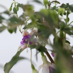 Plant In A Box Fleurs De Saison | - Fuchsia pleureur - set de 6 - fuchsia magellanica - hauteur 10-20cm - ⌀9cm