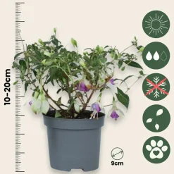 Plant In A Box Fleurs De Saison | - Fuchsia pleureur - set de 6 - fuchsia magellanica - hauteur 10-20cm - ⌀9cm