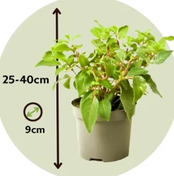 Plant In A Box Fleurs De Saison | - Fuchsia pleureur - set de 6 - fuchsia magellanica - hauteur 10-20cm - ⌀9cm