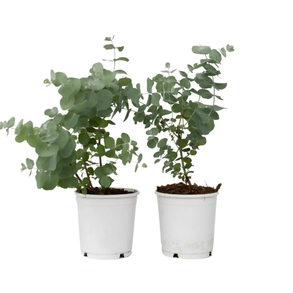Plant In A Box - Gommier - set de 2 - eucalyptus 'pulverulenta' - hauteur 25-40cm - ⌀13cm Outlet