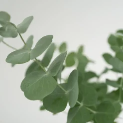 Plant In A Box - Gommier - set de 2 - eucalyptus 'pulverulenta' - hauteur 25-40cm - ⌀13cm Outlet