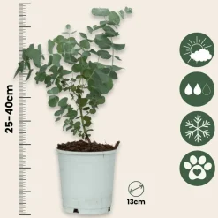 Plant In A Box - Gommier - set de 2 - eucalyptus 'pulverulenta' - hauteur 25-40cm - ⌀13cm Outlet