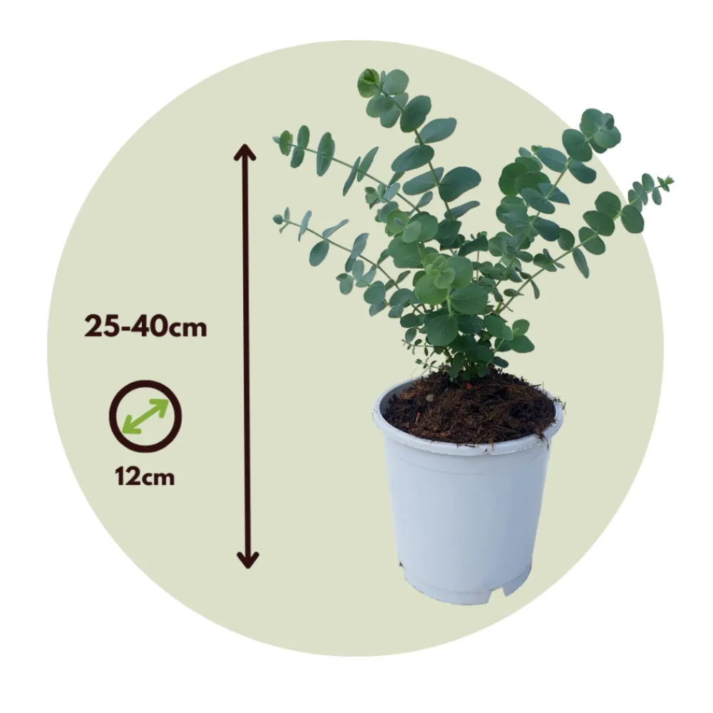 Plant In A Box - Gommier - set de 2 - eucalyptus 'pulverulenta' - hauteur 25-40cm - ⌀13cm Outlet