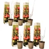 Plant In A Box - Grenadier - set de 6 - punica granatum - hauteur 25-40cm - ⌀9cm Hot
