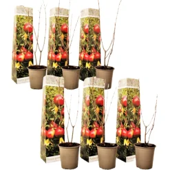 Plant In A Box - Grenadier - set de 6 - punica granatum - hauteur 25-40cm - ⌀9cm Hot