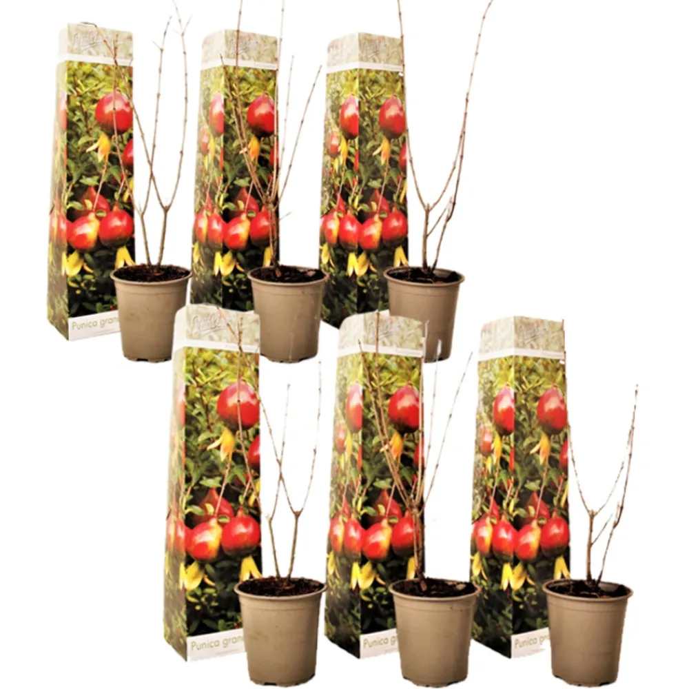 Plant In A Box - Grenadier - set de 6 - punica granatum - hauteur 25-40cm - ⌀9cm Hot