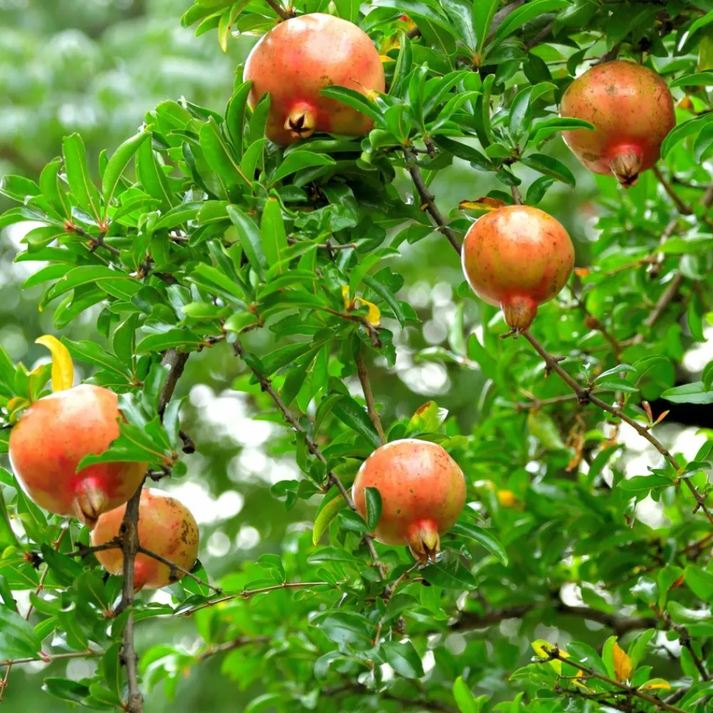 Plant In A Box - Grenadier - set de 6 - punica granatum - hauteur 25-40cm - ⌀9cm Hot