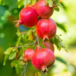 Plant In A Box - Grenadier - set de 6 - punica granatum - hauteur 25-40cm - ⌀9cm Hot