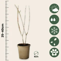 Plant In A Box - Grenadier - set de 6 - punica granatum - hauteur 25-40cm - ⌀9cm Hot