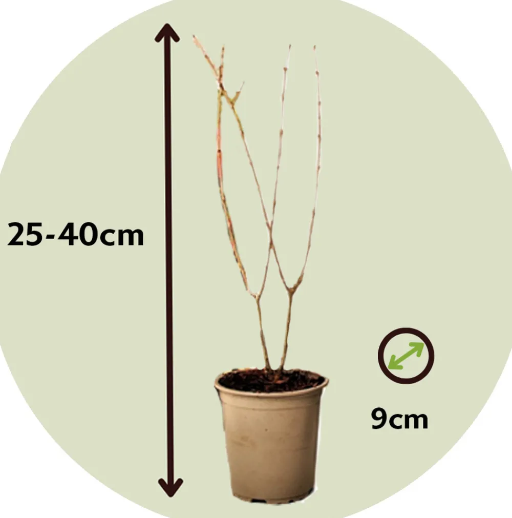 Plant In A Box - Grenadier - set de 6 - punica granatum - hauteur 25-40cm - ⌀9cm Hot