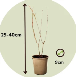 Plant In A Box - Grenadier - set de 6 - punica granatum - hauteur 25-40cm - ⌀9cm Hot