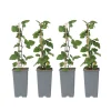 Plant In A Box - Groseillier à grappes - set de 4 - ribes rubrum - hauteur 50-60cm - ⌀15cm Outlet