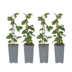 Plant In A Box - Groseillier à grappes - set de 4 - ribes rubrum - hauteur 50-60cm - ⌀15cm Outlet