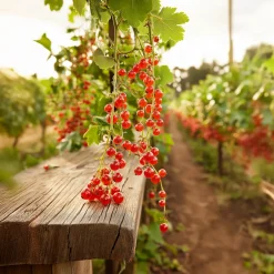Plant In A Box - Groseillier à grappes - set de 4 - ribes rubrum - hauteur 50-60cm - ⌀15cm Outlet