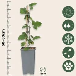 Plant In A Box - Groseillier à grappes - set de 4 - ribes rubrum - hauteur 50-60cm - ⌀15cm Outlet