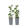 Plant In A Box - Groseillier à grappes - set de 2 - ribes rubrum - hauteur 50-60cm - ⌀15cm Clearance