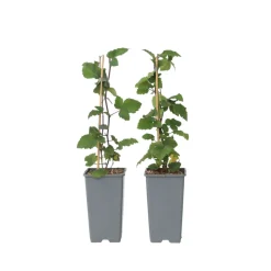 Plant In A Box - Groseillier à grappes - set de 2 - ribes rubrum - hauteur 50-60cm - ⌀15cm Clearance