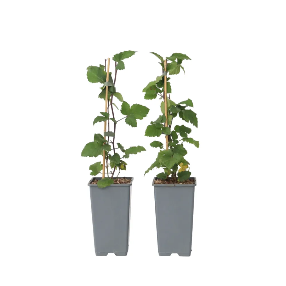 Plant In A Box - Groseillier à grappes - set de 2 - ribes rubrum - hauteur 50-60cm - ⌀15cm Clearance