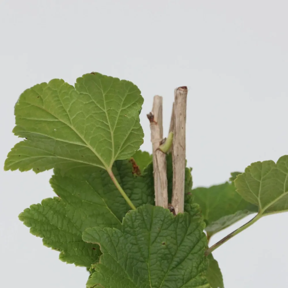 Plant In A Box - Groseillier à grappes - set de 2 - ribes rubrum - hauteur 50-60cm - ⌀15cm Clearance