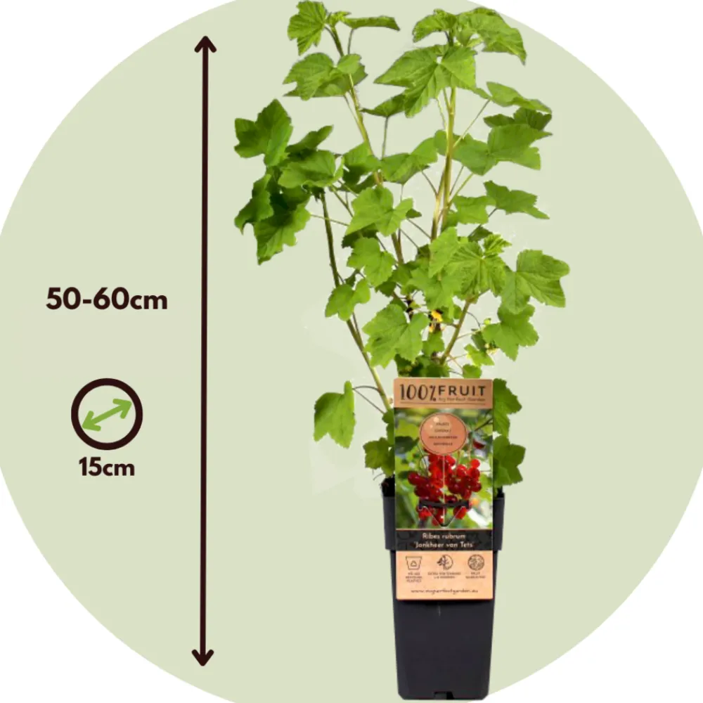 Plant In A Box - Groseillier à grappes - set de 2 - ribes rubrum - hauteur 50-60cm - ⌀15cm Clearance