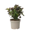 Plant In A Box - Hortensia - hydrangea paniculata 'dare devil' - hauteur 25-40cm - ⌀19cm Outlet