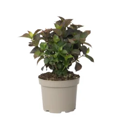 Plant In A Box - Hortensia - hydrangea paniculata 'dare devil' - hauteur 25-40cm - ⌀19cm Outlet