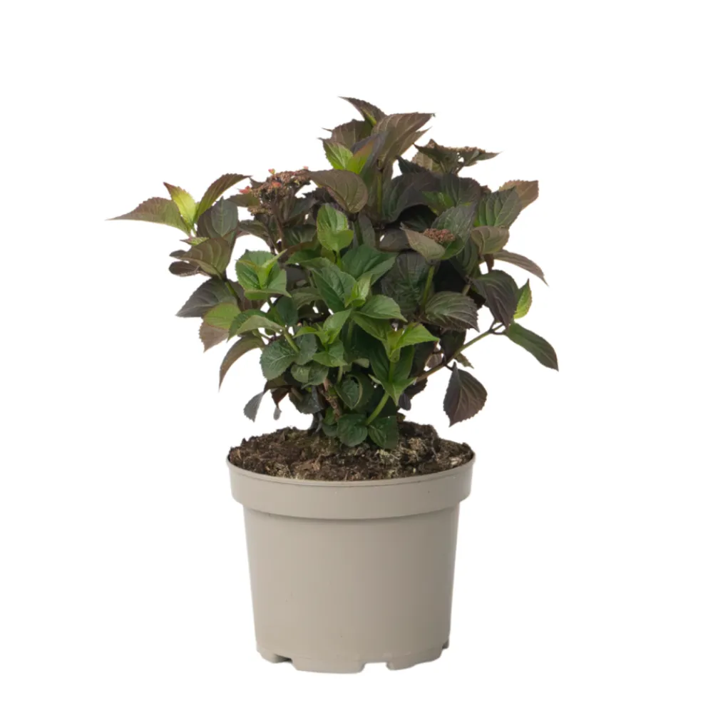 Plant In A Box - Hortensia - hydrangea paniculata 'dare devil' - hauteur 25-40cm - ⌀19cm Outlet